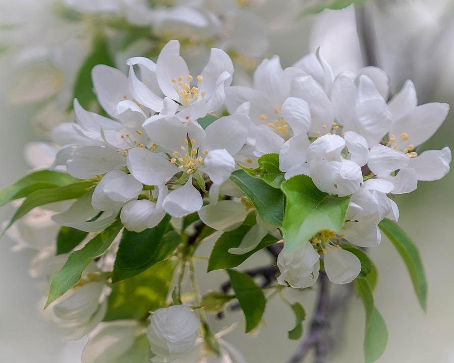 Heavenly Blossoms Photograph by Susan Rydberg