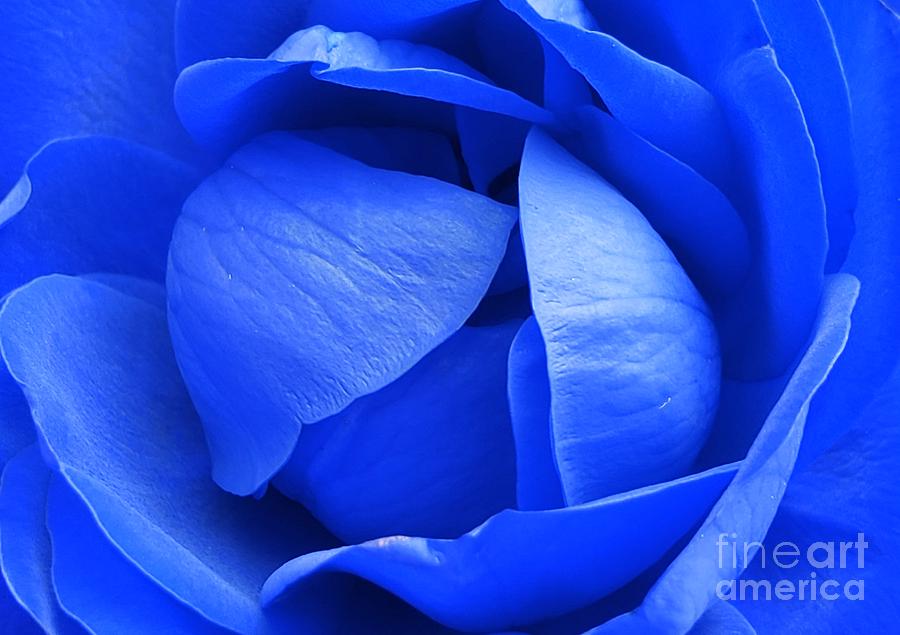 Heavenly Blue Rose Photograph by Chad and Stacey Hall