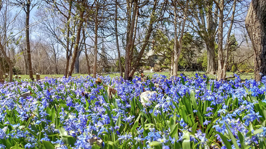 Heavenly Blue Springtime Photograph by Brook Burling