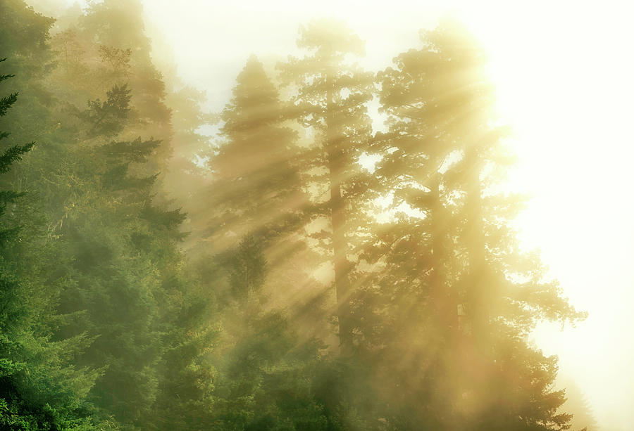 Tree Photograph - Heavenly Light On The Redwoods by Joseph S Giacalone