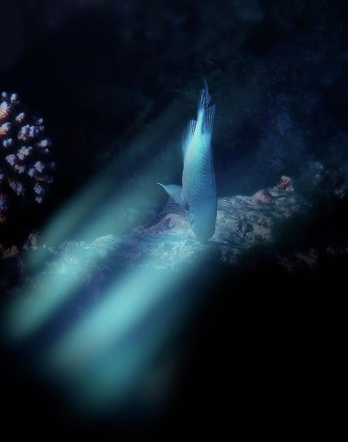 Heavenly Light Underwater In The Red Sea Photograph by Johanna Hurmerinta