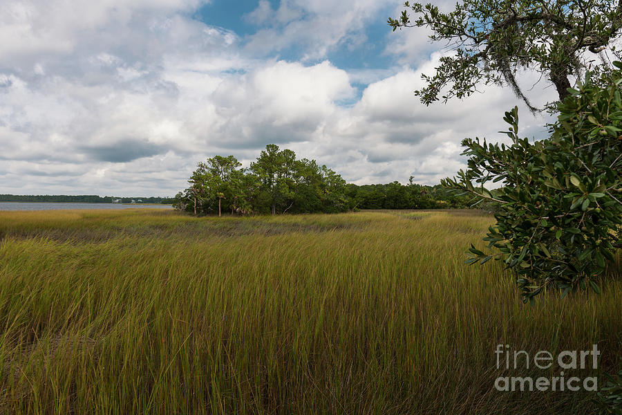 Heavenly Marsh Photograph by Dale Powell