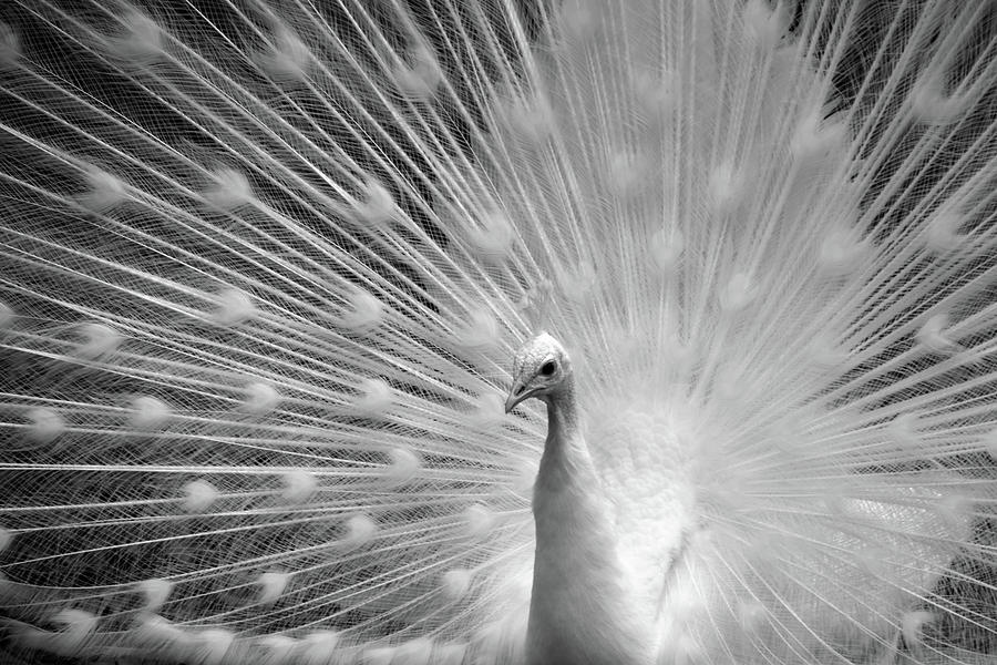 Heavenly Peacock Black and White Photograph by Ann Bridges