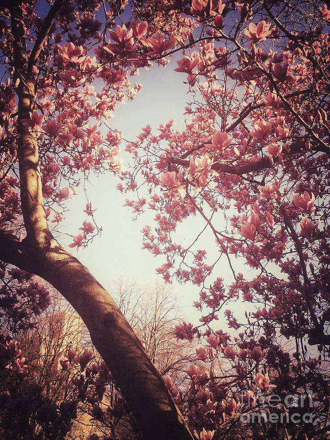 Heavenly Pink Blossoms - Central Park in Spring Photograph by Miriam Danar