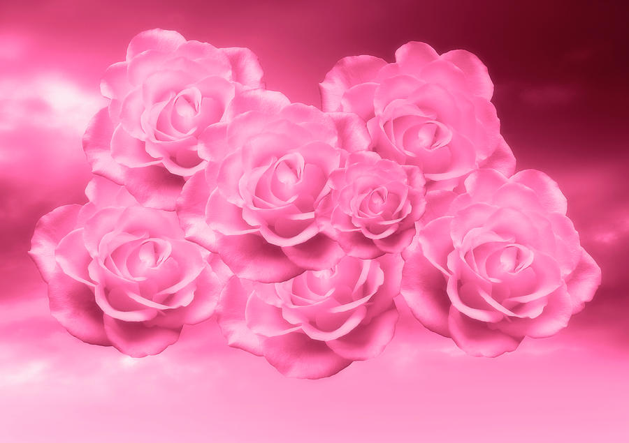 Heavenly Pink Red Roses Photograph by Johanna Hurmerinta