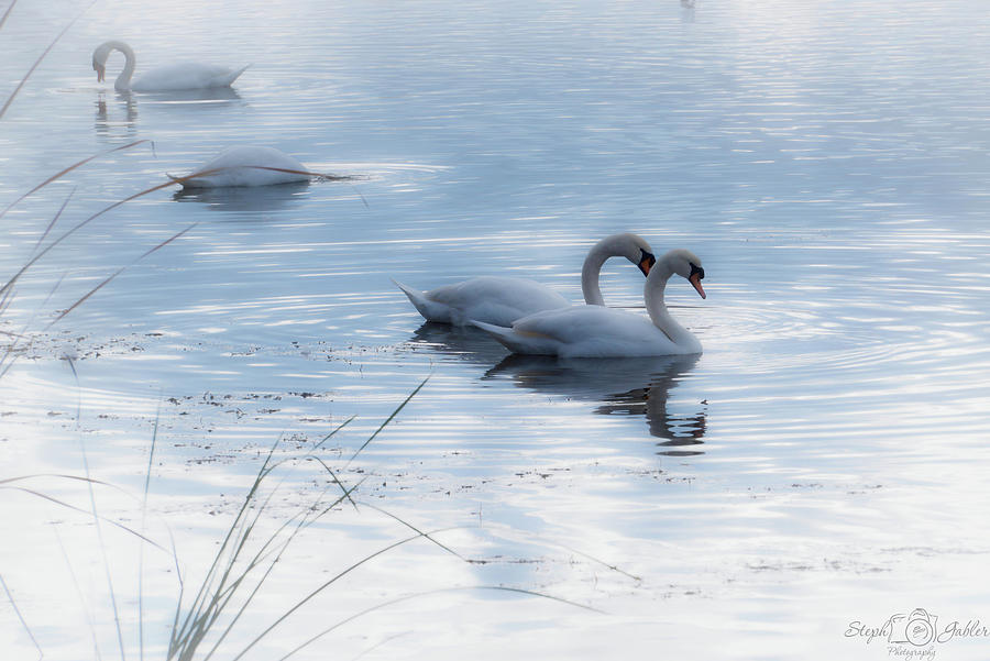 Heavenly Pond Photograph by Steph Gabler