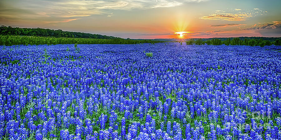 Dolly Parton - Page 9 Heavenly-texas-hill-country-blue-bonnets-panorama-bee-creek-photography-tod-and-cynthia