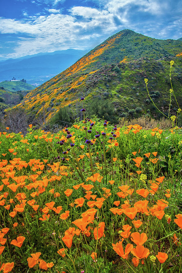 Heavenly Wildflowers in Walker Canyon Photograph by Lynn Bauer