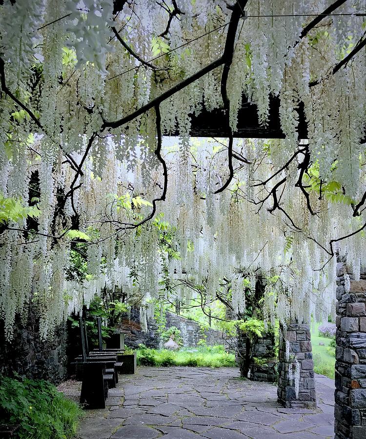 Heavenly Wisteria Photograph by Alida M Haslett
