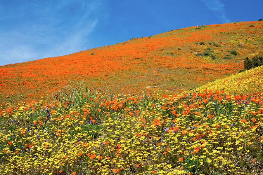 Heavenly Wonders of the 2019 Wildflower Superbloom Photograph by Lynn Bauer