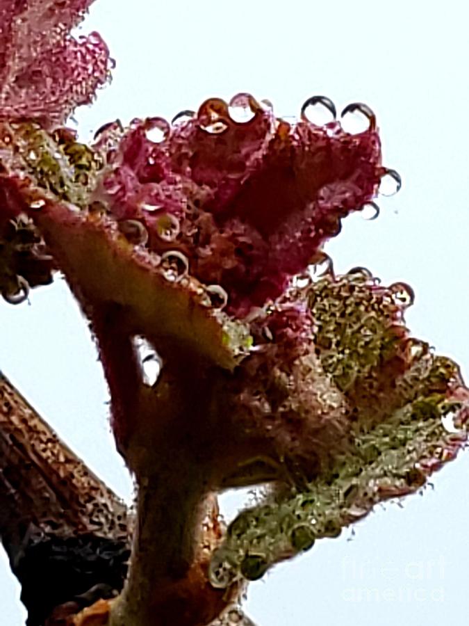 Grape Photograph - Heavy Dew by Beverly Elliott