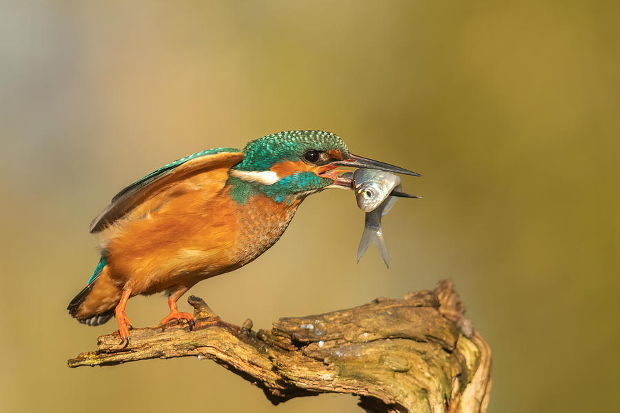 Kingfisher Photograph - Hebbes by Annie Keizer