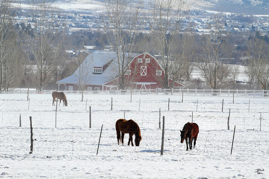 Heber Valley Horses in Winter - Heber, Utah Photograph by Brett Pelletier
