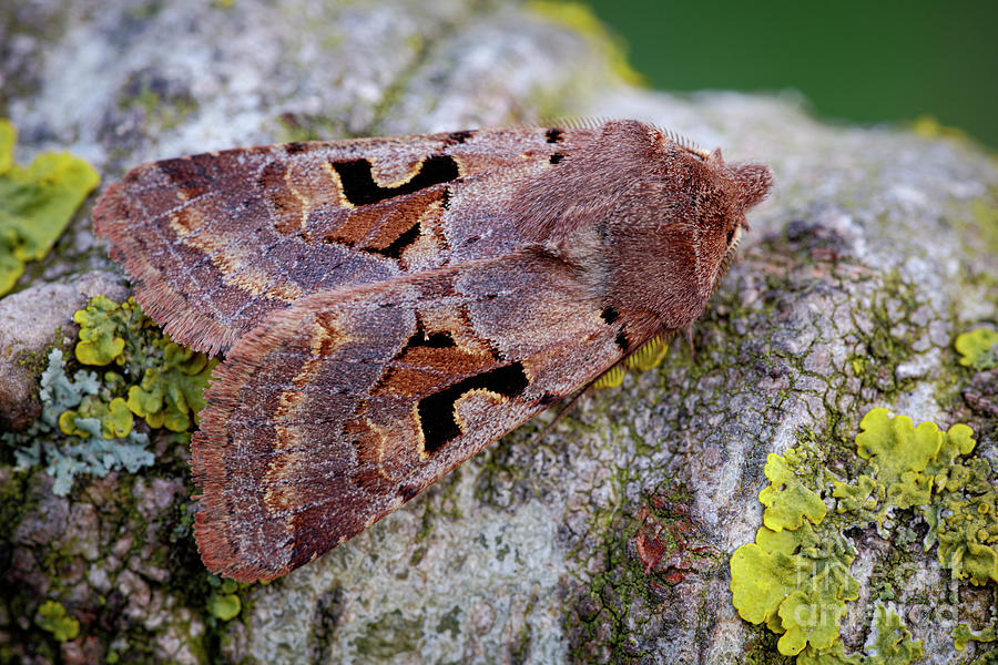 Hebrew Character Moth Photograph by Heath Mcdonald/science Photo Library