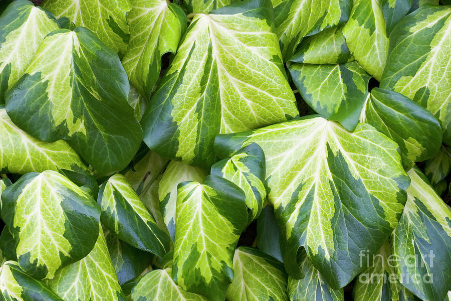 Nature Photograph - Hedera Colchica sulphur Heart by Geoff Kidd/science Photo Library