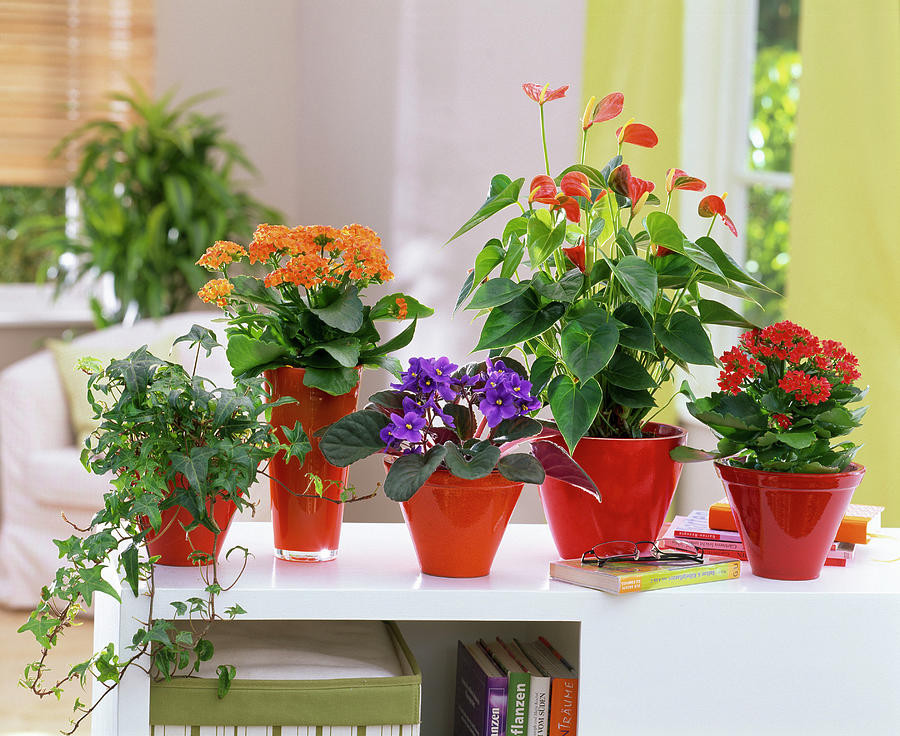 Hedera ivy, Kalanchoe blazing Katy, Saintpaulia Photograph by Friedrich ...