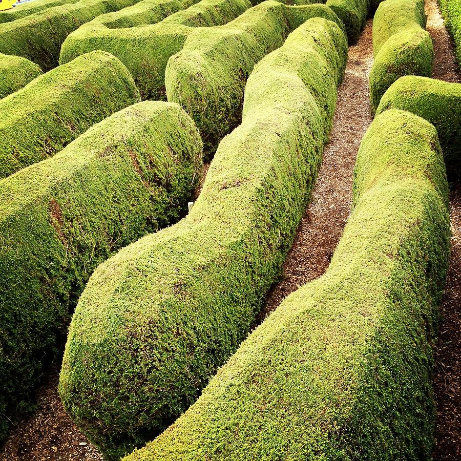 Hedge Maze Photograph by Jodie Griggs