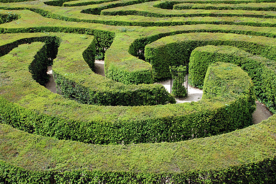 Hedge Maze Photograph by Thomas Carroll