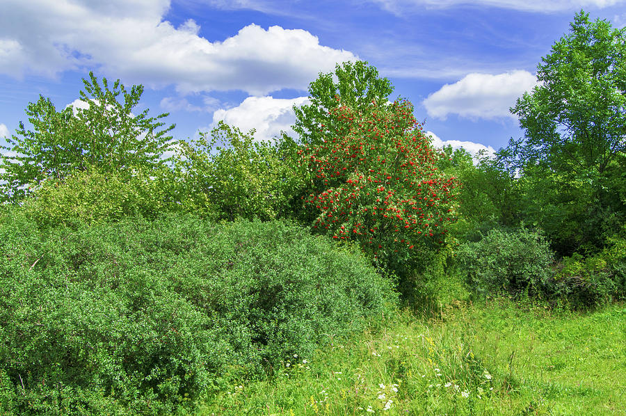 Hedge of wild shrubs and trees Photograph by Sun Travels