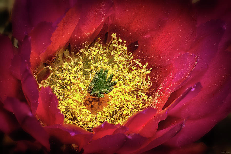 Hedgehog Bloom by Rick Furmanek Hedgehog Bloom by Rick Furmanek