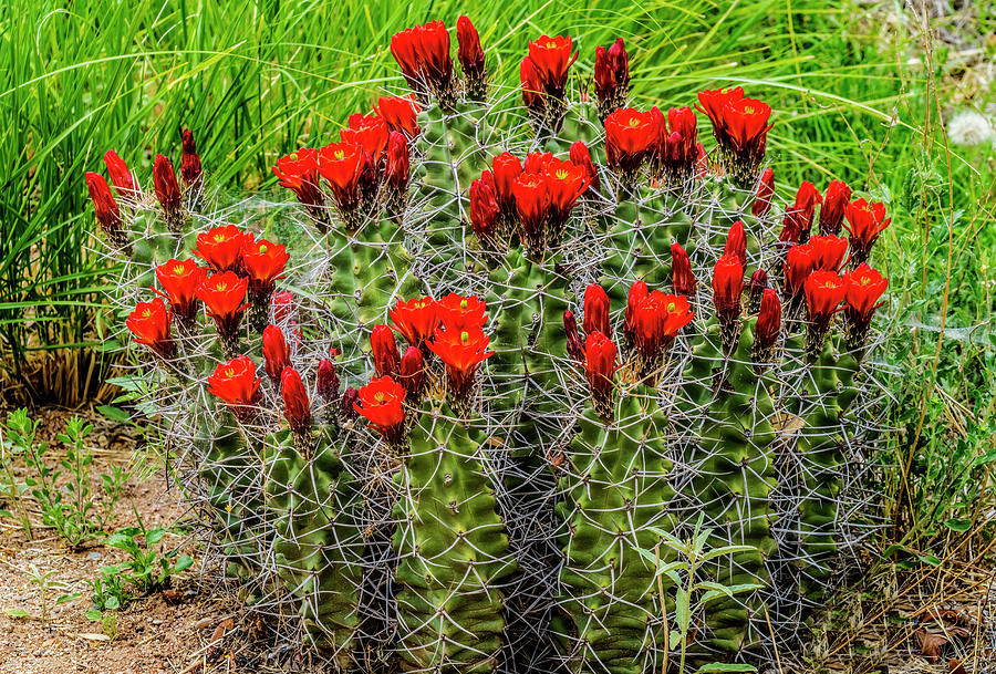 Hedgehog Cactus, Botanical Park Photograph by William Perry - Fine Art ...