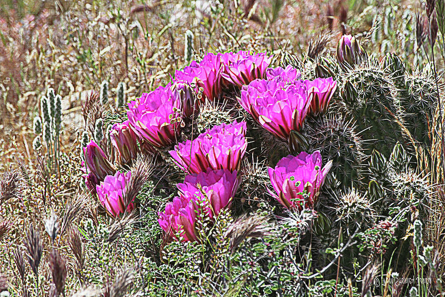 Hedgehog Cactus Flowers Digital Art by Tom Janca