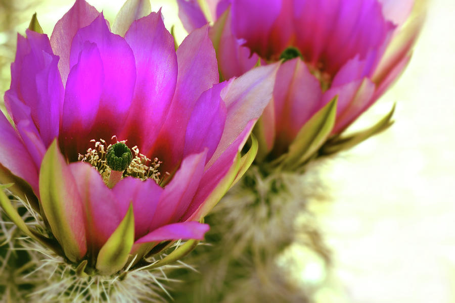 Hedgehog Cactus Flowers Photograph by Yuko Smith Photography