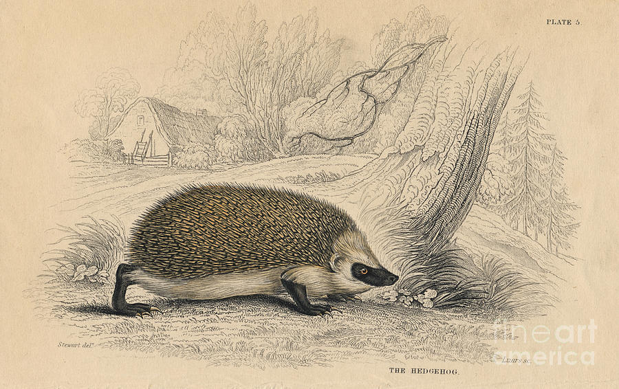 Hedgehog Erinaceus Europeas, 1828 Drawing by Print Collector