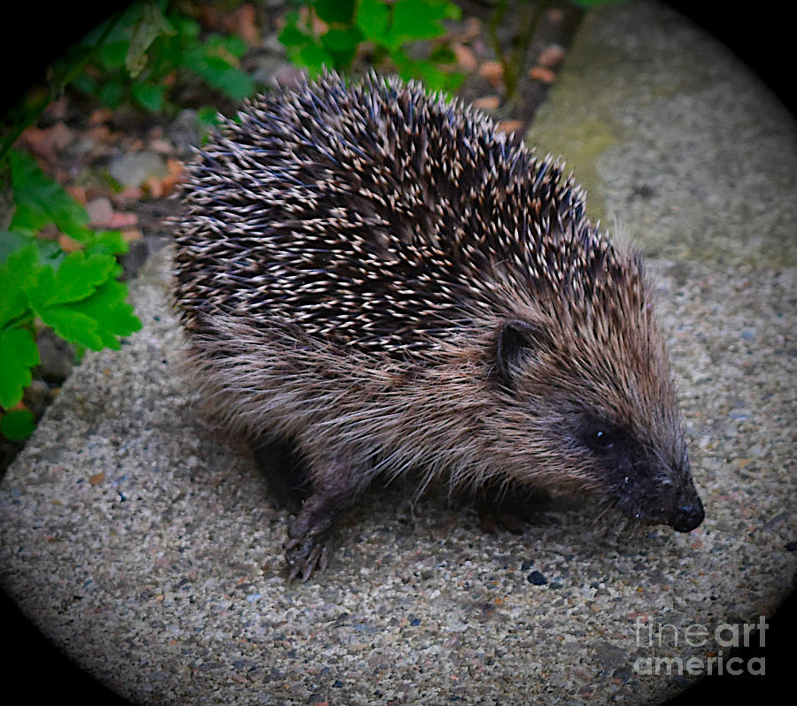 Hedgehog, Garden Visitor  Photograph by Yvonne Johnstone