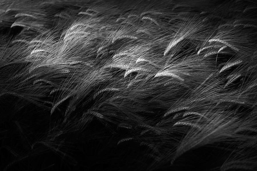 Abstract Photograph - Hedgehog by Jason Dodd