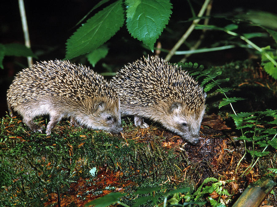 Hedgehog Siblings moonrats Foraging Photograph by Konrad Wothe