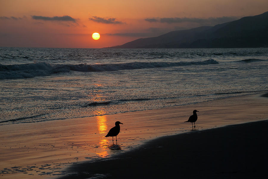 Heermann apostrophe s gull at sunset on Zuma beach Photograph by Richard Gibb