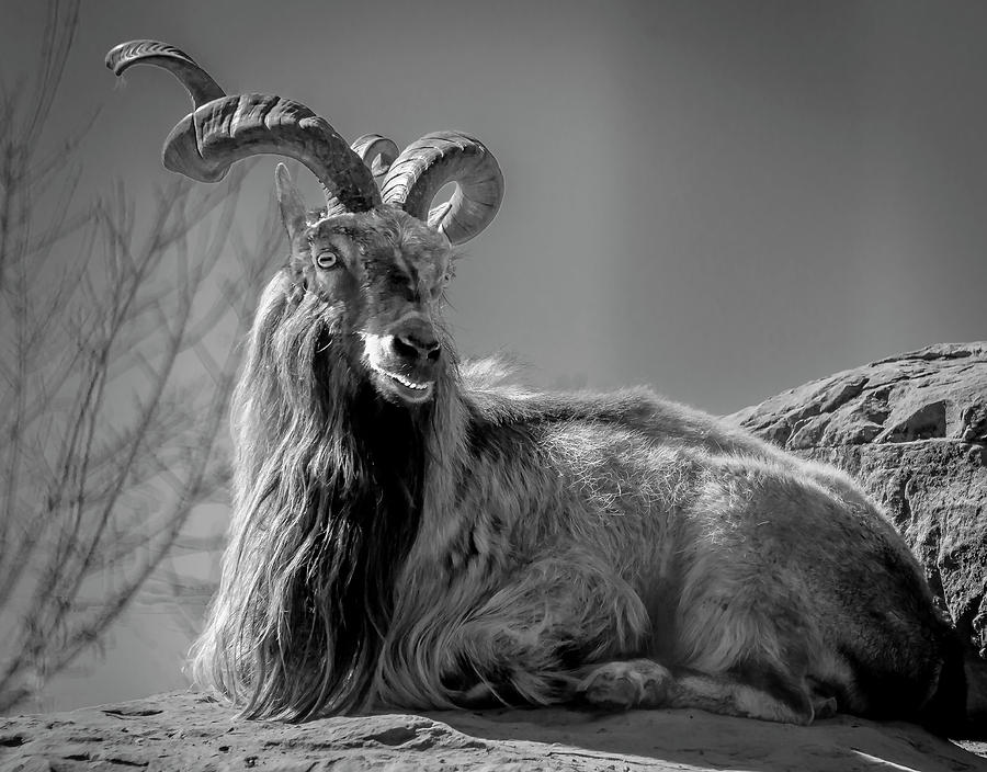 Animal Photograph - Markhor goat by Phil And Karen Rispin