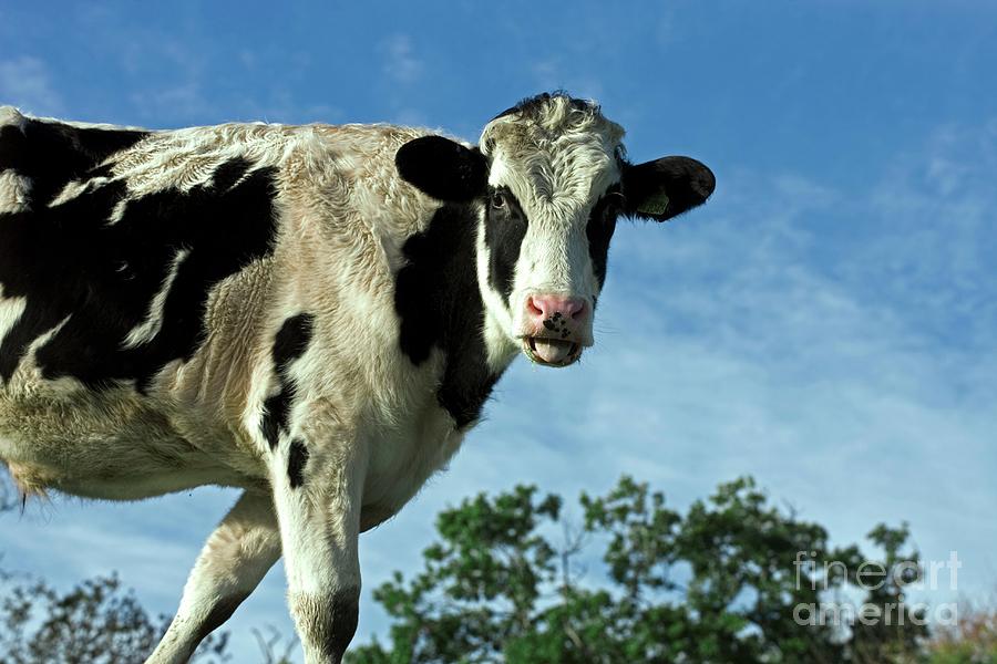 Cow Photograph - Heifer Cow by Dr Keith Wheeler/science Photo Library