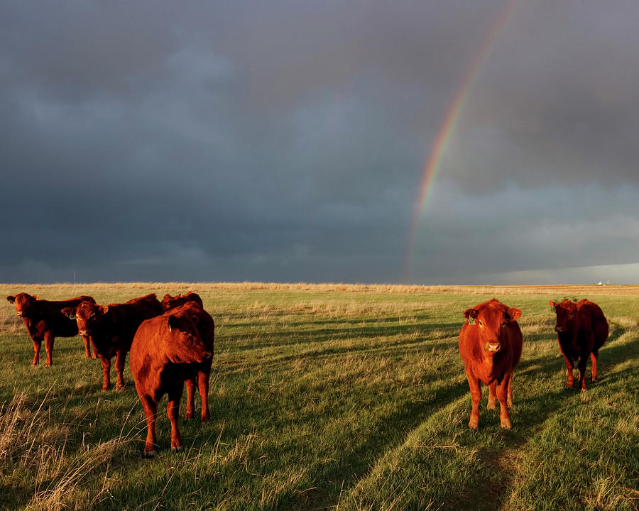 Heifers and Rainbow Photograph by Rob Graham