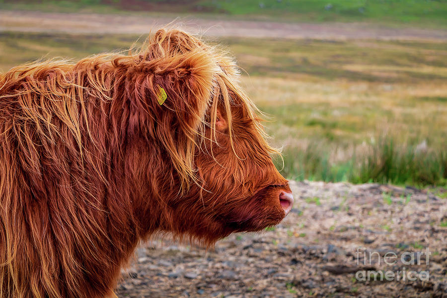 Heilan Coo Photograph by Elizabeth Dow