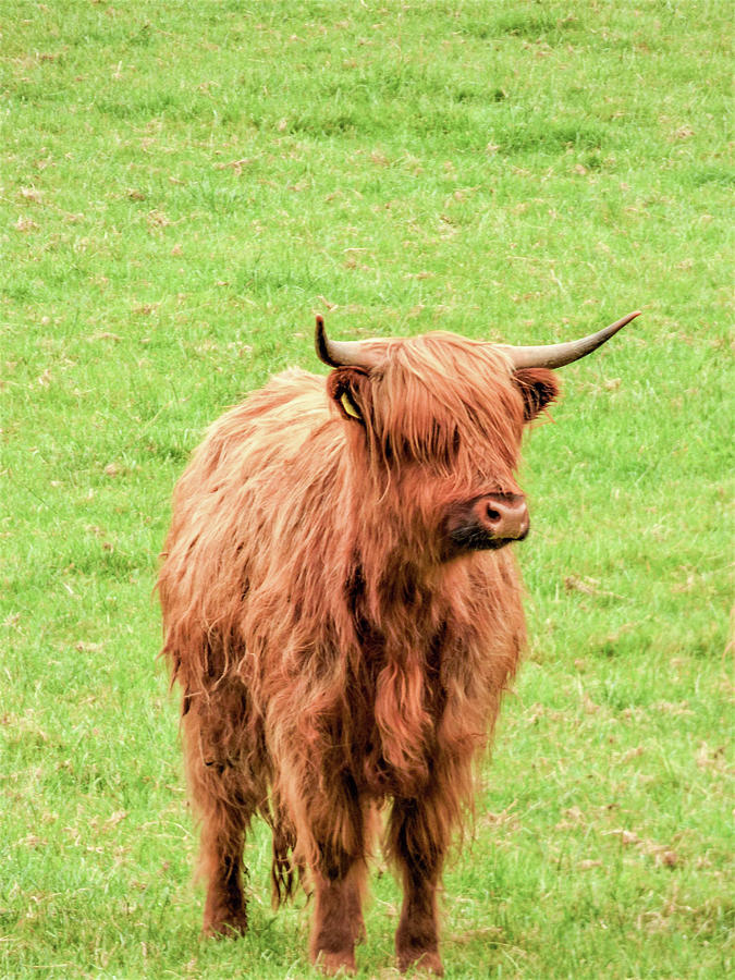 Heilan Coo Photograph by Lisa Crawford - Fine Art America