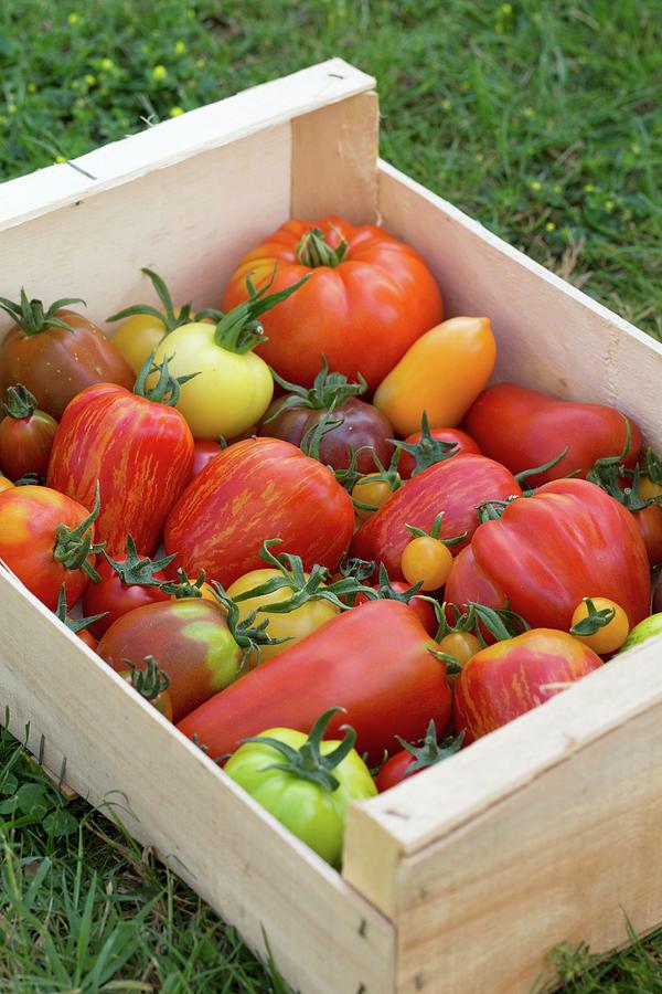 Heirloom Tomatoes In A Crate On Grass Photograph by Lydie Besancon