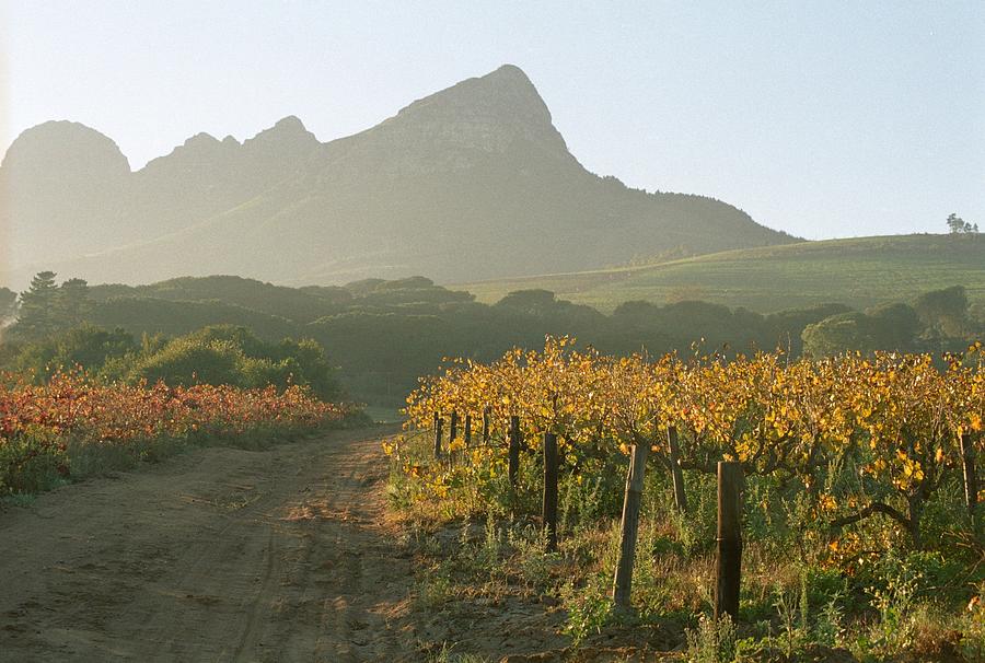 Helderburg Vineyard by Susie Rieple Helderburg Vineyard by Susie Rieple