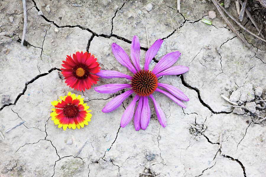 Helenium And Echinacea Flowers On Cracked Dry Earth Photograph by Sabine Lscher
