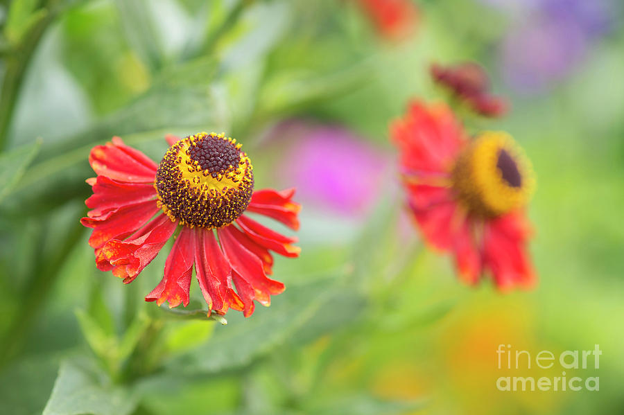 Helenium Autumnale Helena Rote Tone Flower  Photograph by Tim Gainey