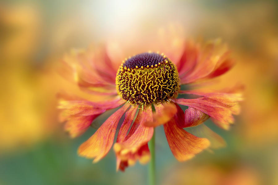 Flower Photograph - Helenium by Jacky Parker