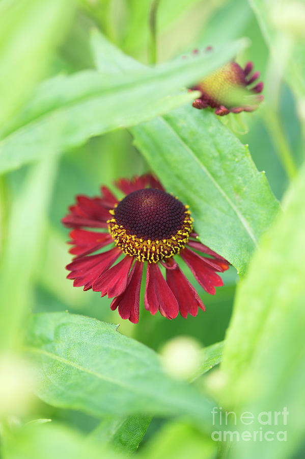 Flower Photograph - Helenium Ruby Tuesday Flower by Tim Gainey