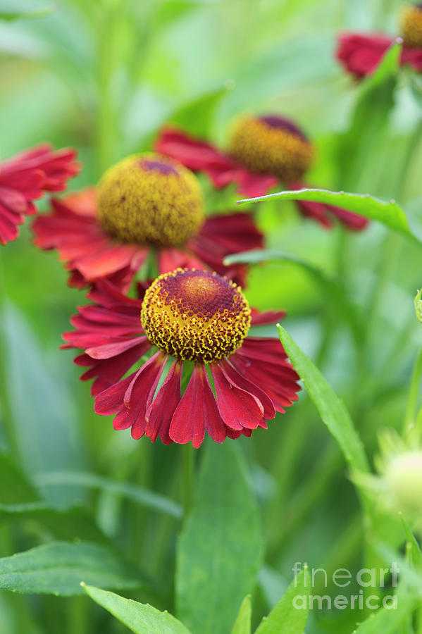 Flower Photograph - Helenium Ruby Tuesday by Tim Gainey
