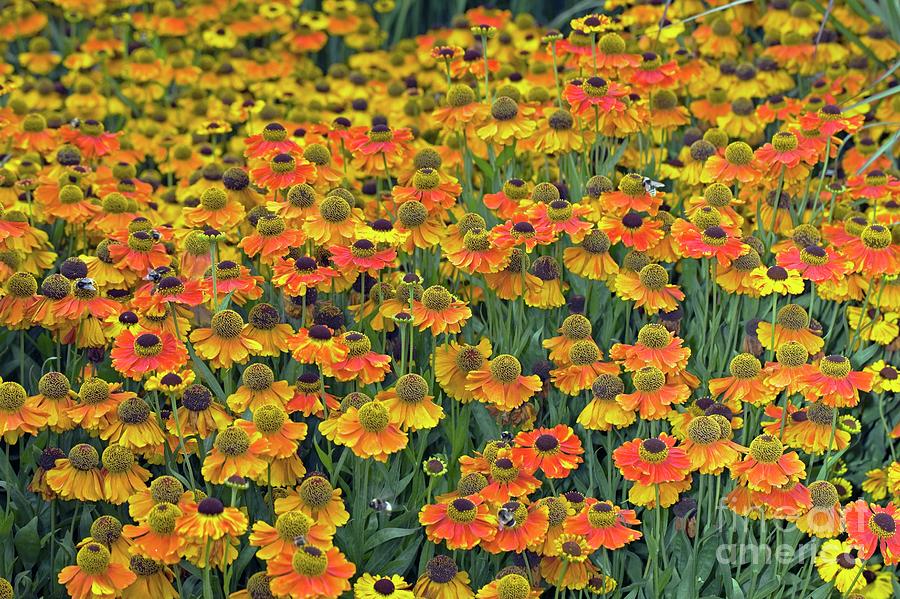 Helenium sahins Early Flowerer Photograph by Dr Keith Wheeler/science Photo Library
