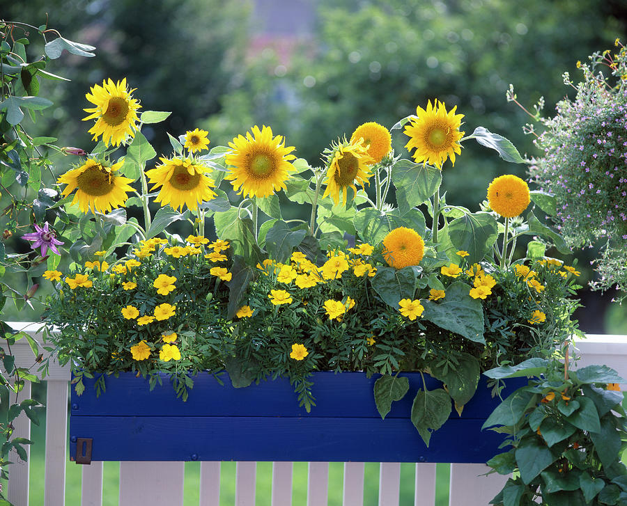 teddy bear sunflowers in pots