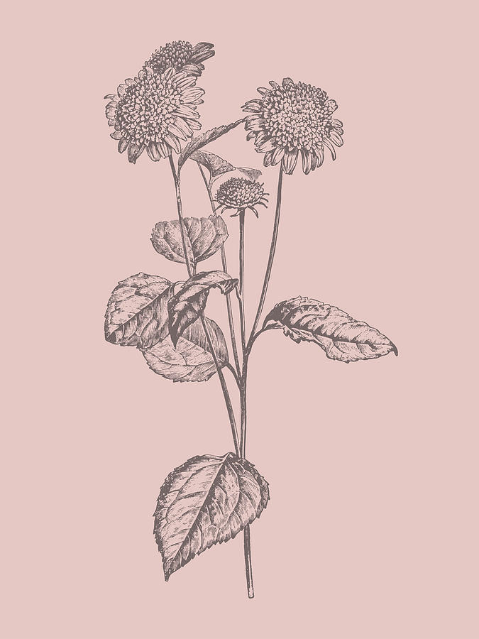 Flower Mixed Media - Helianthus Blush Pink Flower by Naxart Studio