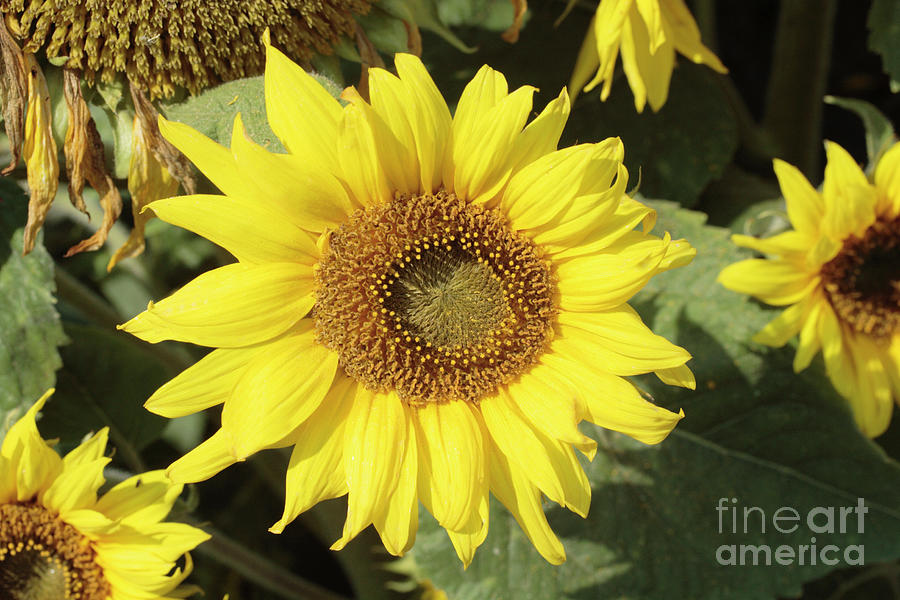 Helianthus 'pacino Cola' Photograph by Dan Sams/science Photo Library ...