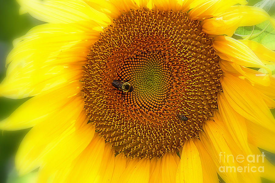 Helianthus by Patti Whitten Helianthus by Patti Whitten
