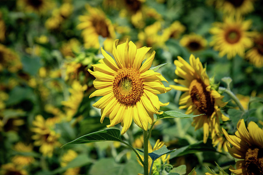 Helianthus Photograph by Rose Guinther